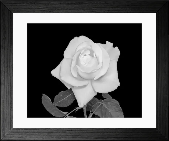 Framed Print : Fine art still life bright monochrome flower macro of a fresh white rose blossom with stem Framed Print : Fine art still life bright monochrome flower macro of a fresh white rose blossom with stem