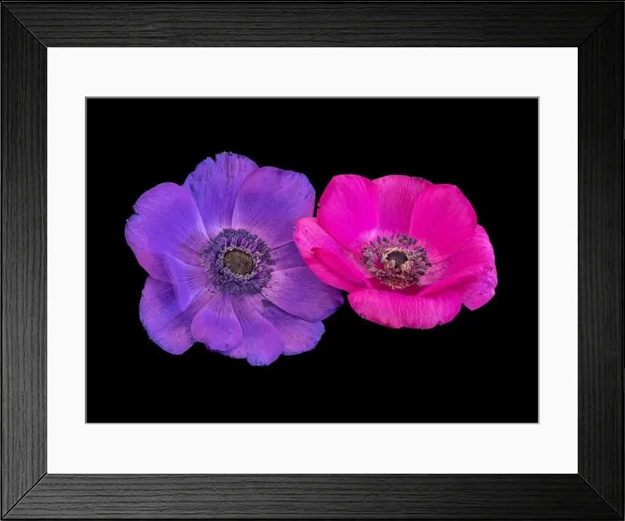 Framed Print : Fine art still life floral color macro of an isolated pair of wide open pink violet anemone blossoms with detailed Framed Print : Fine art still life floral color macro of an isolated pair of wide open pink violet anemone blossoms with detailed