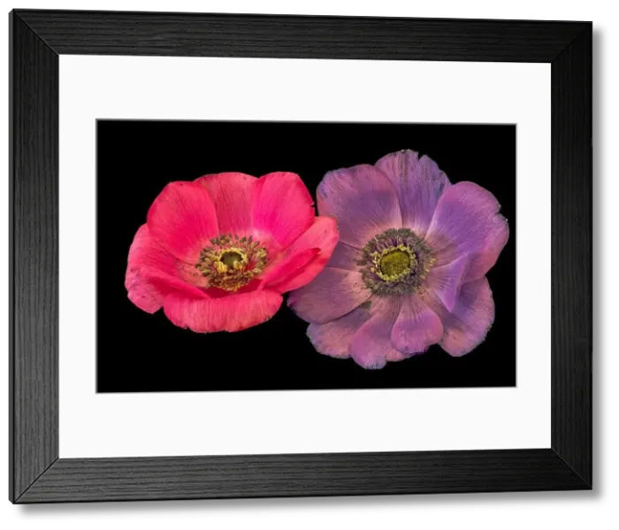 Framed Print : Fine art still life floral color macro of an isolated pair of wide open red violet anemone blossoms with detailed