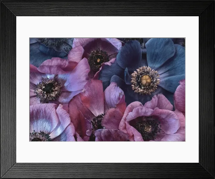 Framed Print : Fine art still life floral pastel color macro of a bouquet / bunch / collage of pink Framed Print : Fine art still life floral pastel color macro of a bouquet / bunch / collage of pink