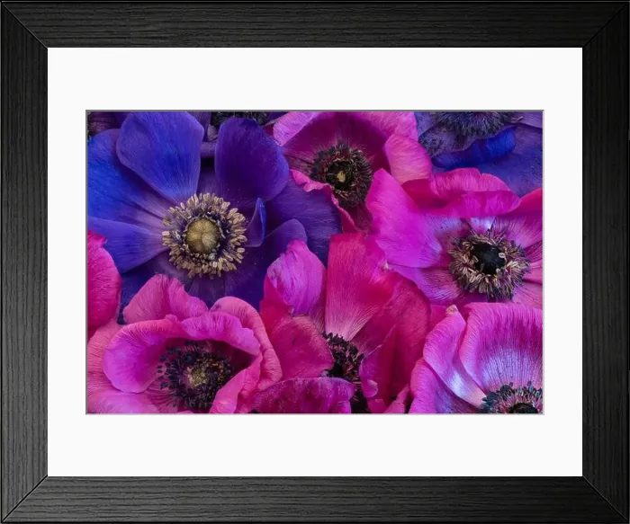 Framed Print : Fine art still life floral colorful macro of a bouquet / bunch / collage of pink Framed Print : Fine art still life floral colorful macro of a bouquet / bunch / collage of pink