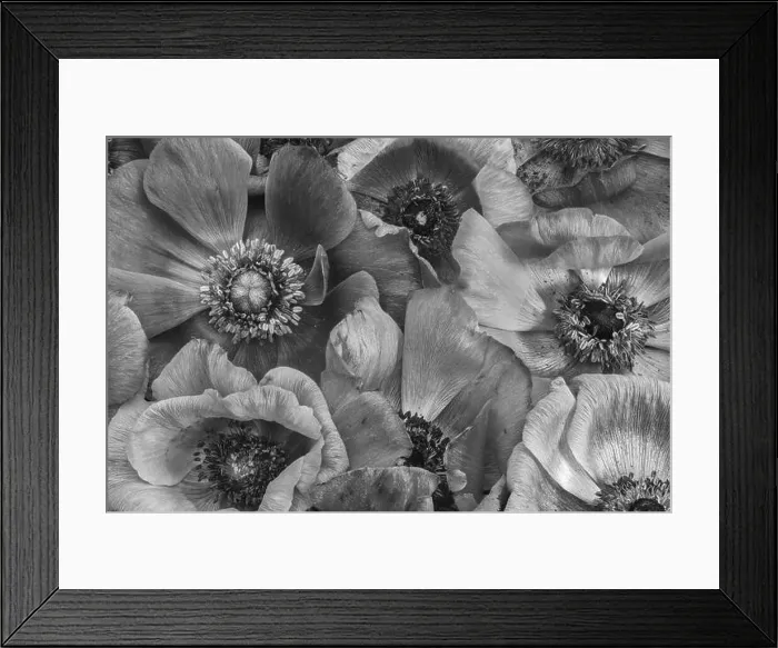 Framed Print : Fine art still life floral monochrome macro of a bouquet /  bunch / collage of wide open anemone blossoms with detailed