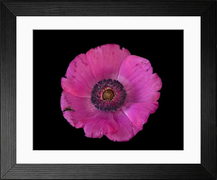 Framed Print : Fine art still life floral macro of a single isolated wide open bright pink anemone blossom with detailed texture Framed Print : Fine art still life floral macro of a single isolated wide open bright pink anemone blossom with detailed texture