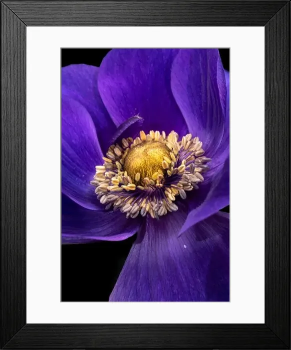 Framed Print : Fine art still life floral macro of the inner of a single isolated wide open blue violet anemone blossom with detailed Framed Print : Fine art still life floral macro of the inner of a single isolated wide open blue violet anemone blossom with detailed