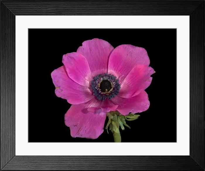 Framed Print : Fine art still life floral macro of a single isolated wide open bright pink anemone blossom with green stem Framed Print : Fine art still life floral macro of a single isolated wide open bright pink anemone blossom with green stem
