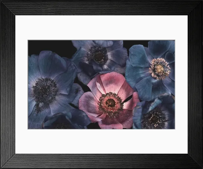 Framed Print : Fine art still life floral pastel color macro of a bouquet / bunch / collage of pink Framed Print : Fine art still life floral pastel color macro of a bouquet / bunch / collage of pink