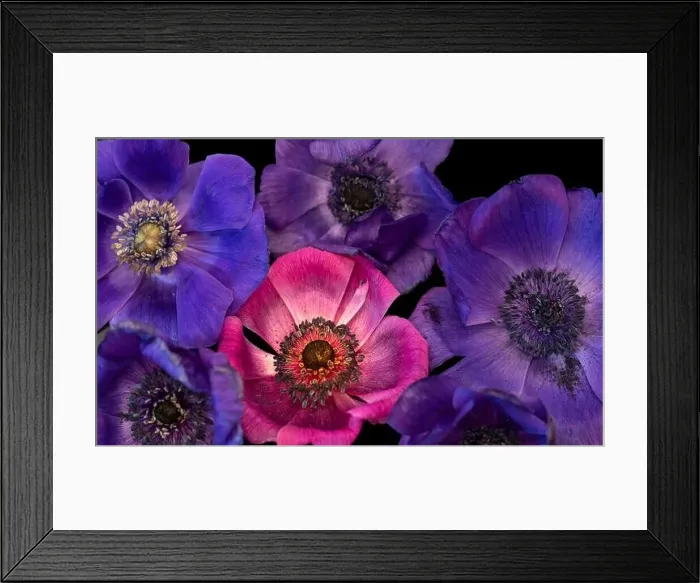 Framed Print : Fine art still life floral colorful macro of a bouquet / bunch / collage of pink Framed Print : Fine art still life floral colorful macro of a bouquet / bunch / collage of pink