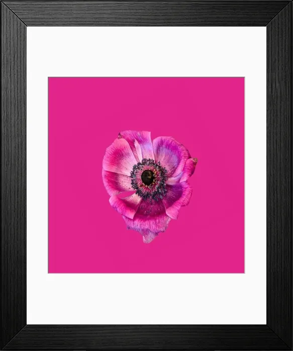Framed Print : Fine art still life floral macro of a single isolated wide open red pink anemone blossom with detailed texture on pink