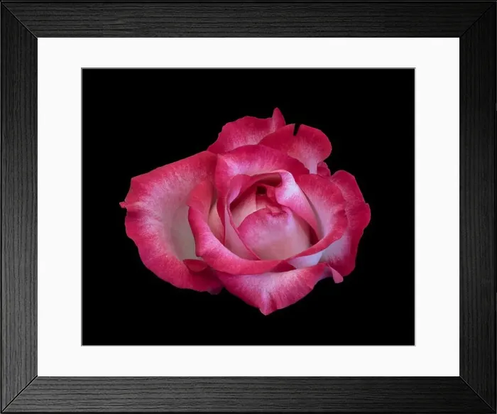 Framed Print : Still life color macro of a single isolated red pink rose blossom with detailed texture on black background Framed Print : Still life color macro of a single isolated red pink rose blossom with detailed texture on black background