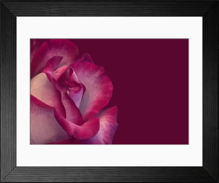 Framed Print : Still life color macro of a single isolated red white rose blossom with detailed texture on red background Framed Print : Still life color macro of a single isolated red white rose blossom with detailed texture on red background