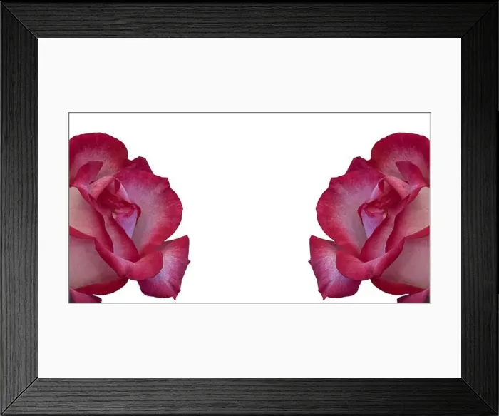 Framed Print : Still life color macro of two isolated red white rose blossoms with detailed texture on white background Framed Print : Still life color macro of two isolated red white rose blossoms with detailed texture on white background