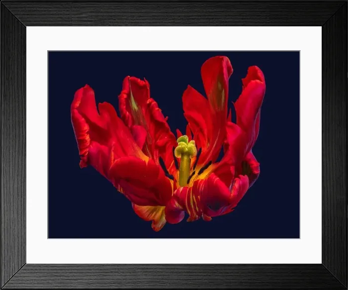 Framed Print : Bright colorful macro photography of the inner of a single isolated wide open parrot tulip blossom in pop-art colors