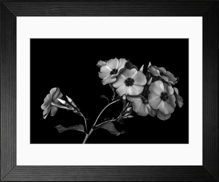 Framed Print : Fine art still life detailed floral monochrome macro photography of a single isolated stem of phlox blossoms Framed Print : Fine art still life detailed floral monochrome macro photography of a single isolated stem of phlox blossoms