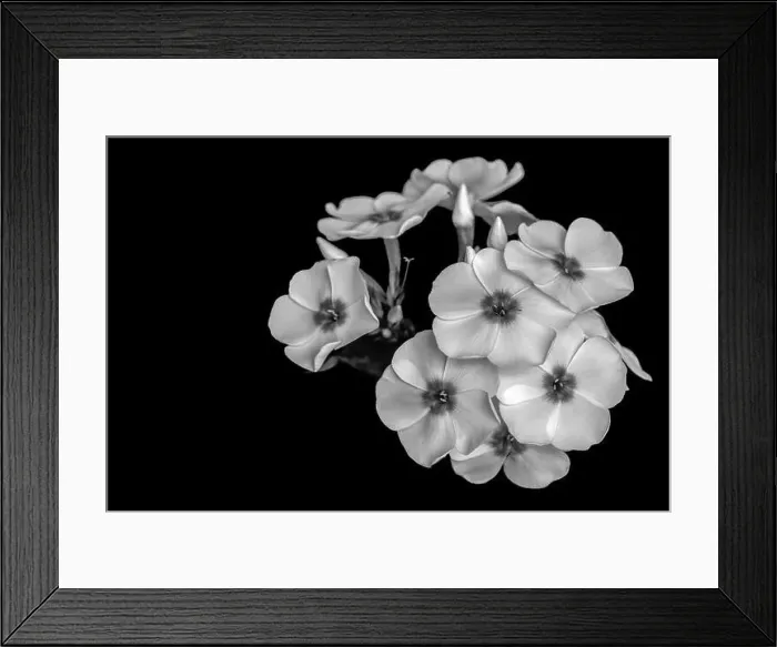 Framed Print : Fine art still life detailed floral monochrome macro photography of a single isolated stem of phlox blossoms Framed Print : Fine art still life detailed floral monochrome macro photography of a single isolated stem of phlox blossoms