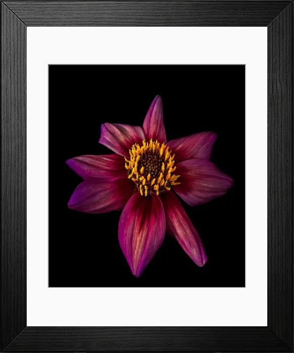 Framed Print : Fine art still life floral flower macro of a dark red isolated single blooming dahlia blossom on black background Framed Print : Fine art still life floral flower macro of a dark red isolated single blooming dahlia blossom on black background