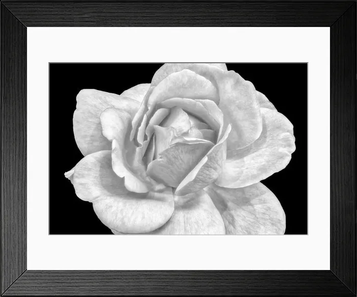 Framed Print : Monochrome fine art still life bright macro image of a single isolated white rose blossom Framed Print : Monochrome fine art still life bright macro image of a single isolated white rose blossom
