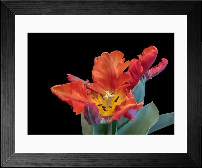 Framed Print : Still life bright colorful macro of a wide open single isolated parrot tulip blossom with green leaves on black Framed Print : Still life bright colorful macro of a wide open single isolated parrot tulip blossom with green leaves on black