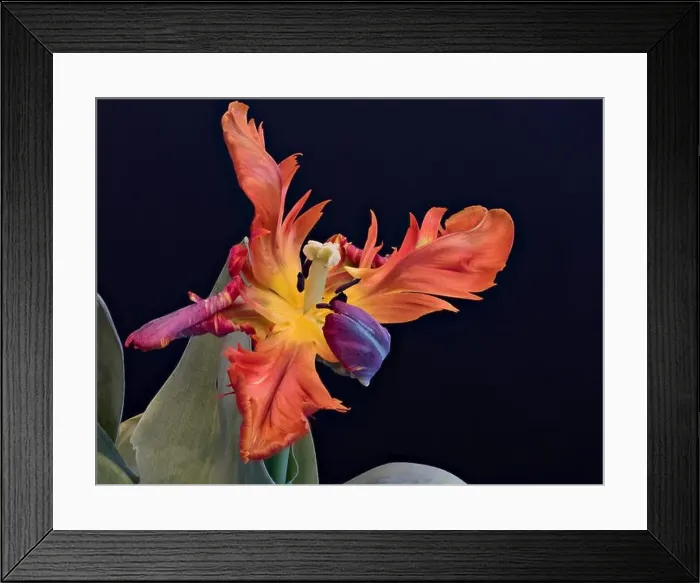 Framed Print : Still life bright colorful macro of a wide open single isolated parrot tulip blossom with green leaves on blue Framed Print : Still life bright colorful macro of a wide open single isolated parrot tulip blossom with green leaves on blue
