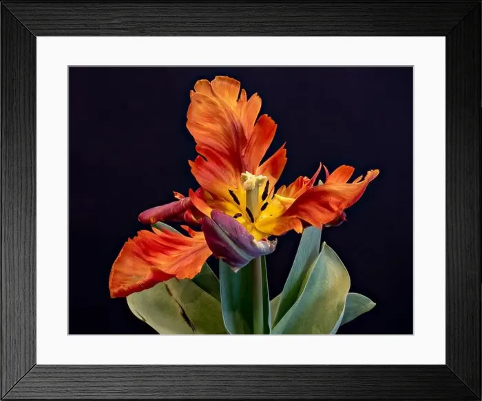 Framed Print : Still life bright colorful macro of a wide open single isolated parrot tulip blossom with green leaves on blue Framed Print : Still life bright colorful macro of a wide open single isolated parrot tulip blossom with green leaves on blue