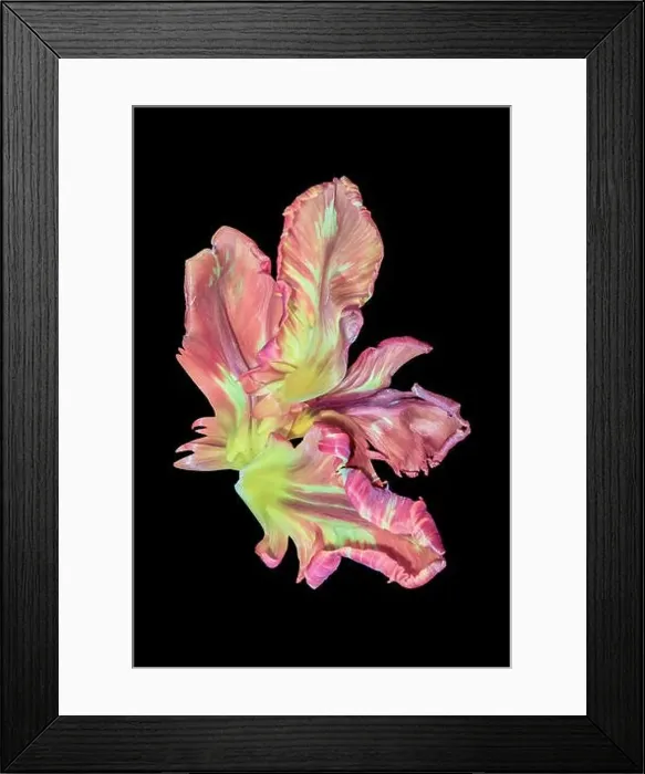 Framed Print : Bright macro photography of a set of yellow pink parrot tulip blossom petals in pastel colors on black background Framed Print : Bright macro photography of a set of yellow pink parrot tulip blossom petals in pastel colors on black background