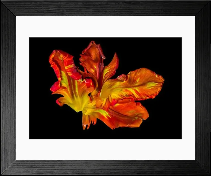 Framed Print : Bright colorful macro photography of a set of yellow red parrot tulip blossom petals in pop-art colors on black Framed Print : Bright colorful macro photography of a set of yellow red parrot tulip blossom petals in pop-art colors on black