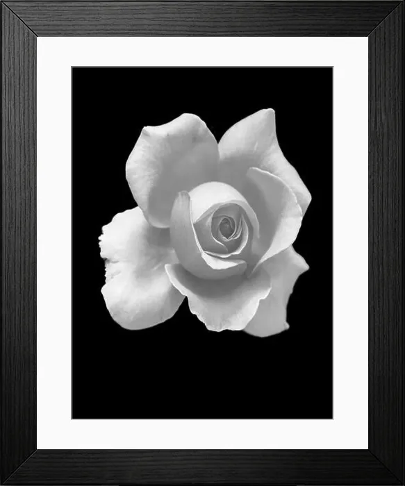Framed Print : Floral monochrome macro of a single isolated rose blossom with detailed texture on black background Framed Print : Floral monochrome macro of a single isolated rose blossom with detailed texture on black background