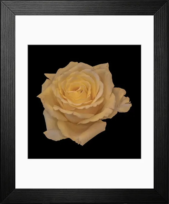 Framed Print : Still life fine art color macro of a single isolated bright yellow rose blossom with detailed texture on black Framed Print : Still life fine art color macro of a single isolated bright yellow rose blossom with detailed texture on black