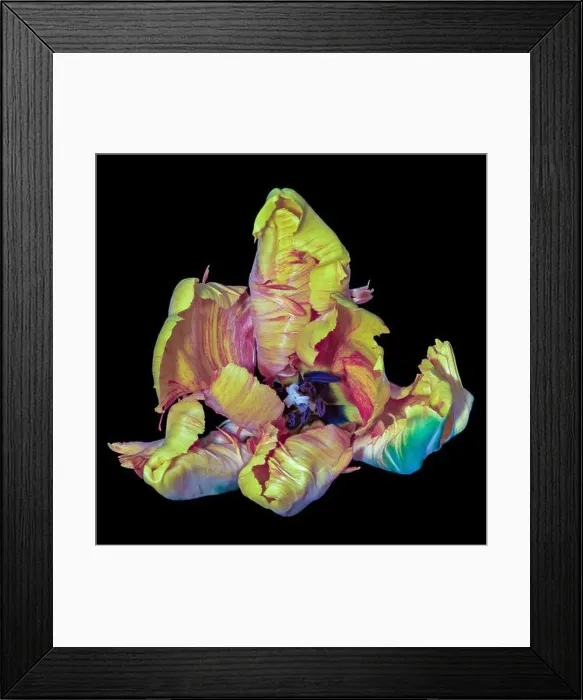 Framed Print : Still life bright colorful macro of a single isolated wide open parrot tulip blossom in surrealistic / fantastic realism Framed Print : Still life bright colorful macro of a single isolated wide open parrot tulip blossom in surrealistic / fantastic realism