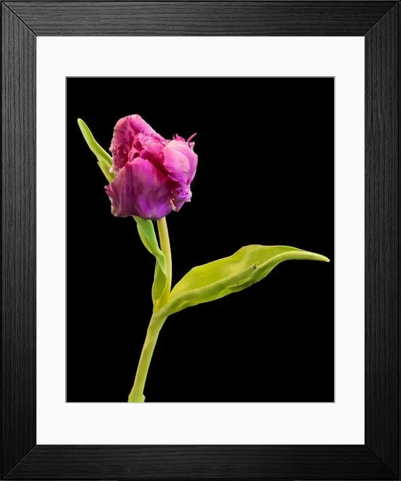 Framed Print : Fine art still life bright colorful macro of a single isolated pink parrot tulip blossom on black background with