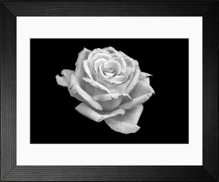 Framed Print : Still life fine art monochrome macro of a single isolated bright white rose blossom with detailed texture on black Framed Print : Still life fine art monochrome macro of a single isolated bright white rose blossom with detailed texture on black