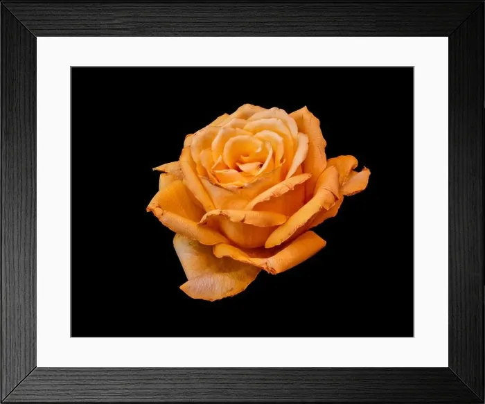 Framed Print : Still life fine art color macro of a single isolated dark yellow golden rose blossom with detailed texture on black Framed Print : Still life fine art color macro of a single isolated dark yellow golden rose blossom with detailed texture on black