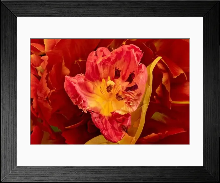 Framed Print : Bright colorful macro photography of the inner of a single isolated wide open red yellow tulip blossom in surrealistic Framed Print : Bright colorful macro photography of the inner of a single isolated wide open red yellow tulip blossom in surrealistic