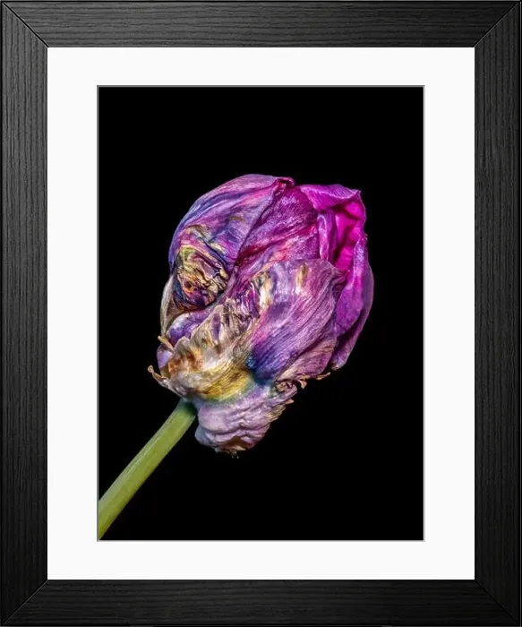Framed Print : Still life fine art pop-art colored macro of a single isolated fading parrot tulip blossom with green stem in Framed Print : Still life fine art pop-art colored macro of a single isolated fading parrot tulip blossom with green stem in