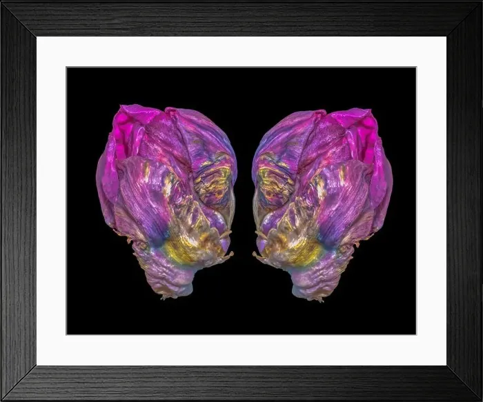 Framed Print : Fine art still life bright colorful macro of two tulip blossoms resembling heads of aliens talking seriously in Framed Print : Fine art still life bright colorful macro of two tulip blossoms resembling heads of aliens talking seriously in