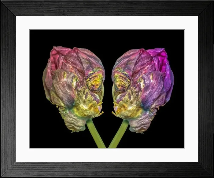 Framed Print : Fine art still life bright colorful macro of a pair of tulip blossoms resembling heads of aliens talking seriously in