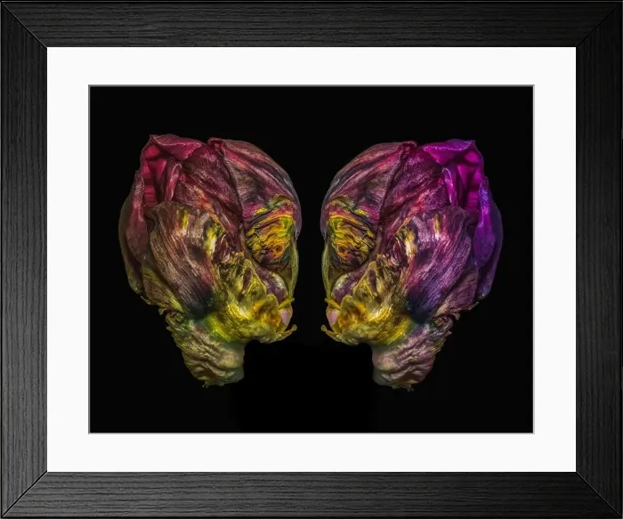 Framed Print : Fine art still life colorful macro of a pair of tulip blossoms resembling heads of aliens talking seriously in Framed Print : Fine art still life colorful macro of a pair of tulip blossoms resembling heads of aliens talking seriously in