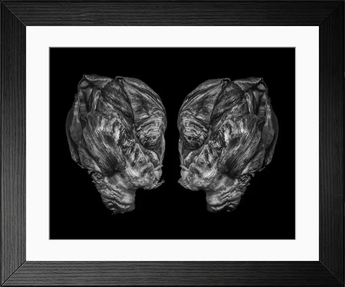 Framed Print : Fine art still life bright colorful macro of two tulip blossoms resembling heads of aliens talking seriously in