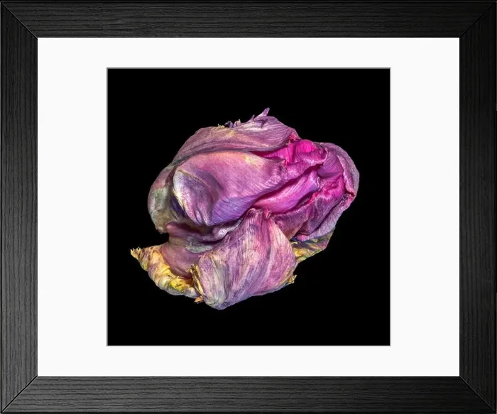 Framed Print : Still life fine art colorful macro of a single isolated fading parrot tulip blossom in surrealistic / fantastic realism Framed Print : Still life fine art colorful macro of a single isolated fading parrot tulip blossom in surrealistic / fantastic realism