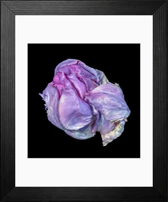 Framed Print : Still life fine art colorful macro of a single isolated fading parrot tulip blossom in surrealistic / fantastic realism