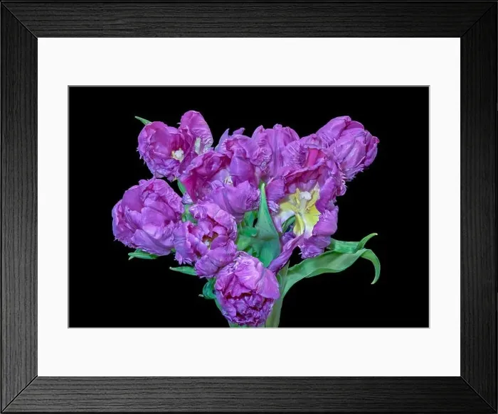 Framed Print : Fine art still life colorful macro of a bunch / bouquet of violet yellow parrot tulip blossoms with green leaves Framed Print : Fine art still life colorful macro of a bunch / bouquet of violet yellow parrot tulip blossoms with green leaves