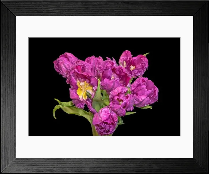Framed Print : Fine art still life colorful macro of a bunch  /  bouquet of pink yellow parrot tulip blossoms with green leaves on black
