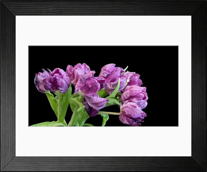 Framed Print : Fine art still life colorful macro of a bunch / bouquet of violet parrot tulip blossoms with green leaves on black Framed Print : Fine art still life colorful macro of a bunch / bouquet of violet parrot tulip blossoms with green leaves on black