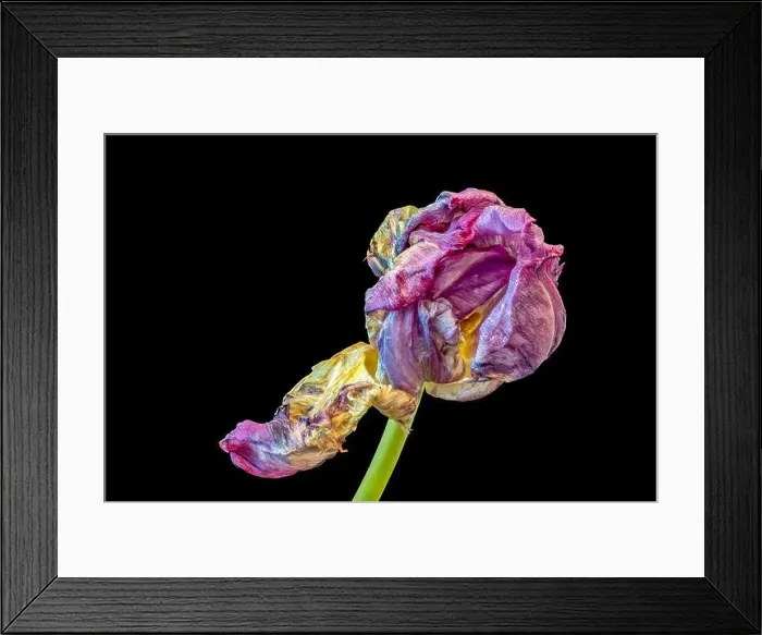 Framed Print : Still life fine art pop-art colored macro of a single isolated fading parrot tulip blossom with green stem in Framed Print : Still life fine art pop-art colored macro of a single isolated fading parrot tulip blossom with green stem in