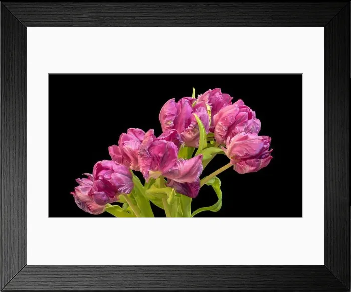 Framed Print : Fine art still life colorful macro of a bunch / bouquet of pink parrot tulip blossoms with green leaves on black Framed Print : Fine art still life colorful macro of a bunch / bouquet of pink parrot tulip blossoms with green leaves on black