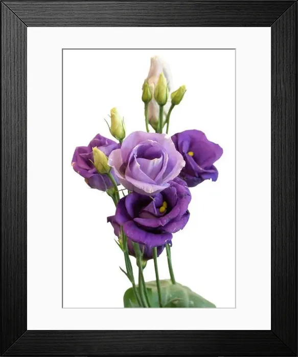 Framed Print : Fine art still life color macro of a bunch of violet blue lisianthus / showy prairie gentian / texas bluebell blossoms Framed Print : Fine art still life color macro of a bunch of violet blue lisianthus / showy prairie gentian / texas bluebell blossoms