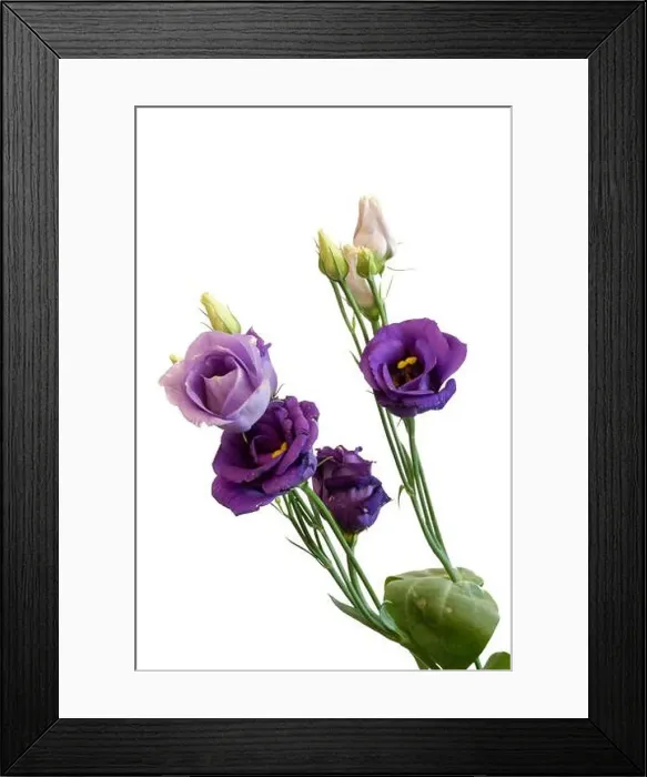 Framed Print : Fine art still life color macro of a bunch of violet blue lisianthus / showy prairie gentian / texas bluebell blossoms Framed Print : Fine art still life color macro of a bunch of violet blue lisianthus / showy prairie gentian / texas bluebell blossoms