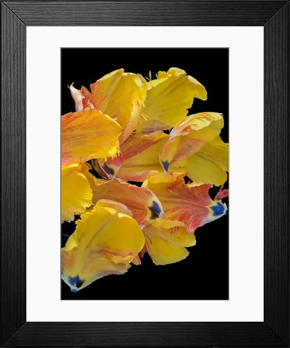 Framed Print : Bright colorful macro photography of a set of petals of a yellow red parrot tulip blossom on black background Framed Print : Bright colorful macro photography of a set of petals of a yellow red parrot tulip blossom on black background