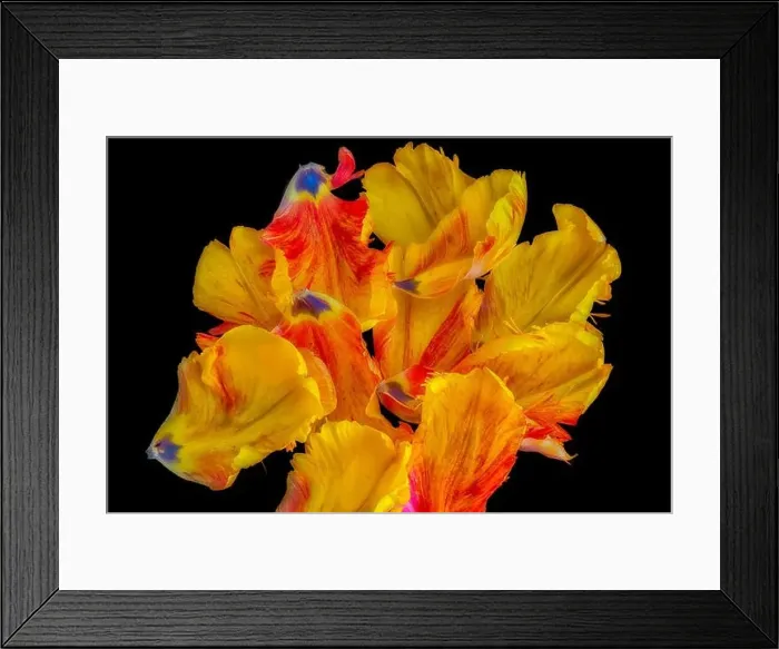 Framed Print : Bright colorful neon pop-art macro of a set of single petals of a yellow red parrot tulip blossom on black background Framed Print : Bright colorful neon pop-art macro of a set of single petals of a yellow red parrot tulip blossom on black background