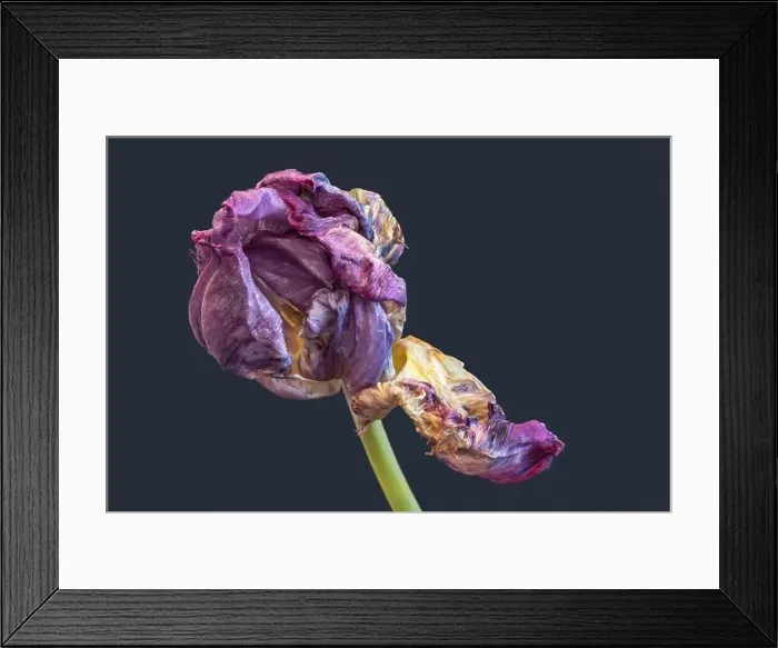 Framed Print : Still life fine art pop-art colored macro of a single isolated fading parrot tulip blossom with green stem in Framed Print : Still life fine art pop-art colored macro of a single isolated fading parrot tulip blossom with green stem in