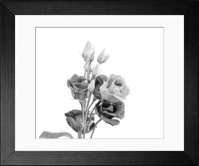 Framed Print : Fine art still life high key monochrome macro of a bunch of lisianthus / showy prairie gentian / texas bluebell Framed Print : Fine art still life high key monochrome macro of a bunch of lisianthus / showy prairie gentian / texas bluebell